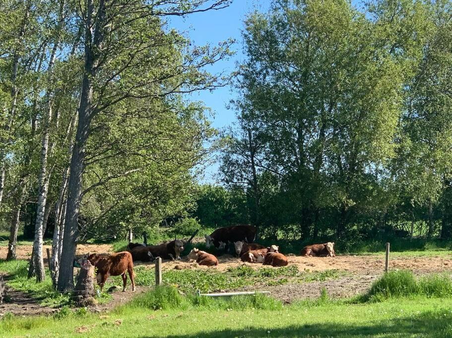 Ferienwohnung Kongsholmlund. Enjoy The Countryside. Vejby Exterior foto
